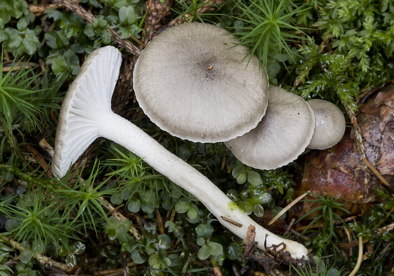 Hygrophorus pustulatus